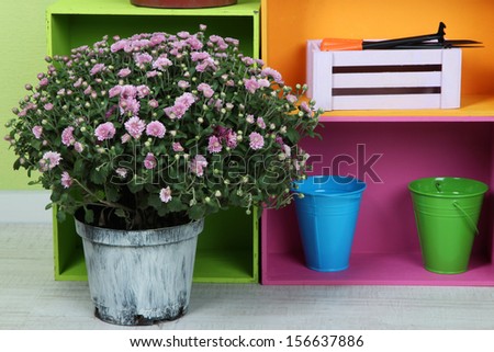 Chrysanthemum bush in pot with color boxes and instruments close up