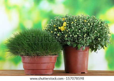 Chrysanthemum bush and grass in pots on table on bright background