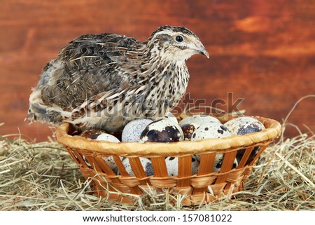 Young quail with eggs on straw on wooden background