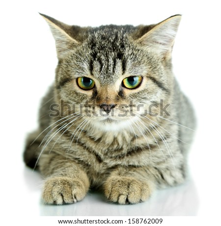 Cat Isolated On White
