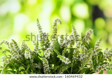 Fresh mint flowers in garden