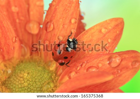 Beautiful ladybird  on flower, close up