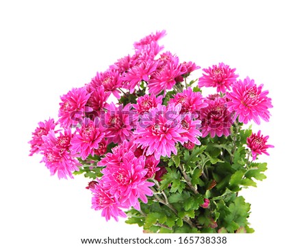 Bouquet of pink autumn chrysanthemum isolated on white