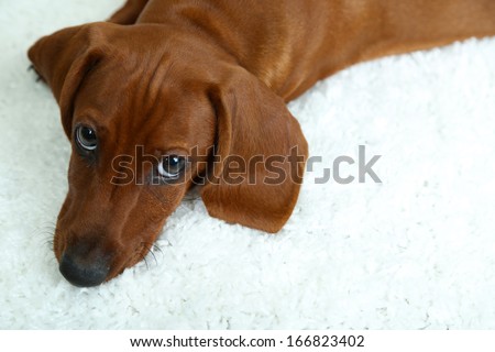 Cute dachshund puppy on white carpet