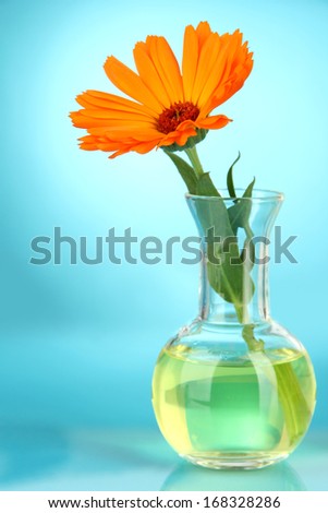 Flower in test-tube on light blue background