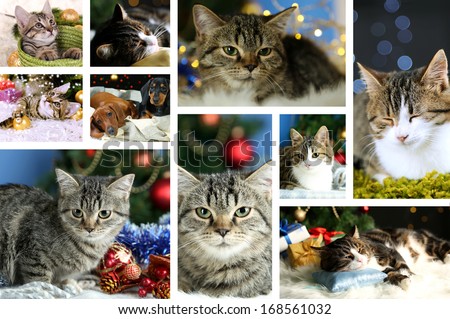 Christmas animals collage