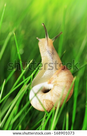 Beautiful snail on green grass, close up