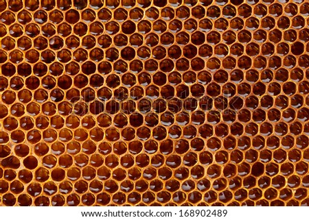 Yellow Beautiful Honeycomb With Honey, Background
