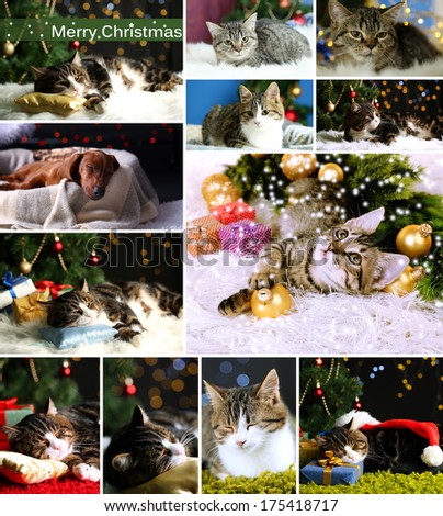Collage of animals with Christmas decorations