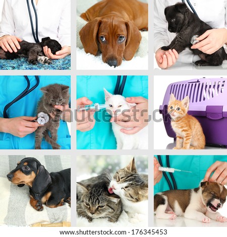 Collage of different pets at vet