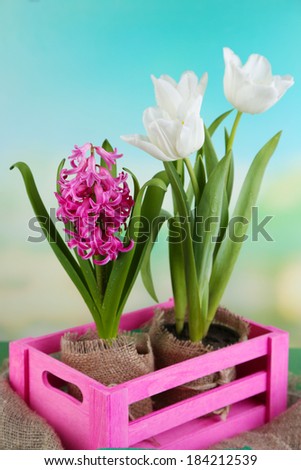 Beautiful tulips and hyacinth flower in wooden box on bright background