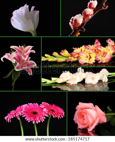 Collage of beautiful flowers on black background