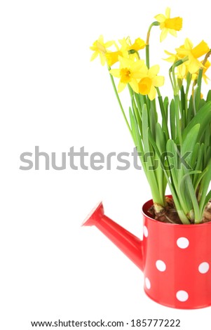 Beautiful flowers in watering can isolated on white