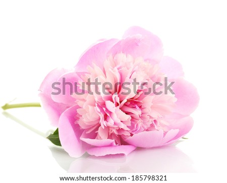 Pink peony isolated on white