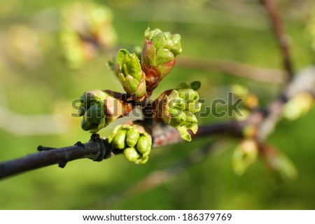 Spring buds on tree twigs close up