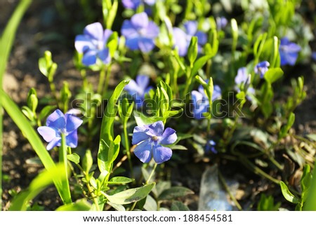 Small light purple flowers on grass background
