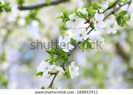 Beautiful fruit blossom outdoors