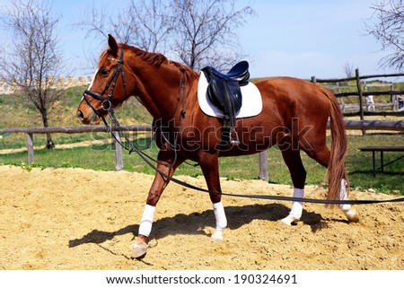 Purebred horse in paddock on nature background