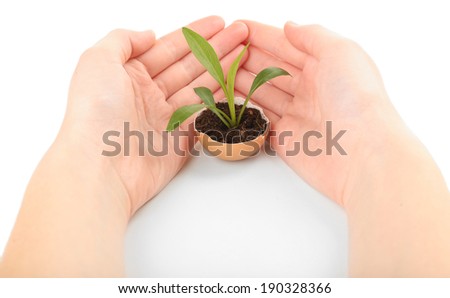 Human hands protecting young green plant in eggshell, isolated on white