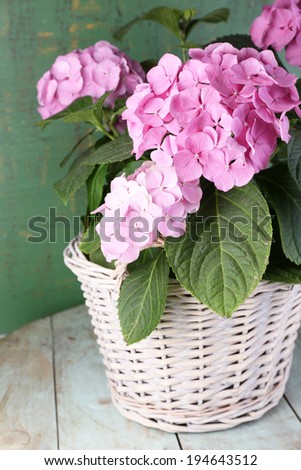 Hydrangea in basket on table on wooden background