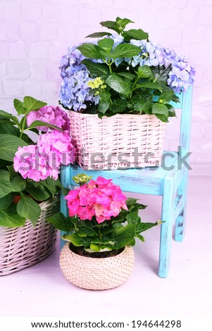 Hydrangea in baskets in room on grey background