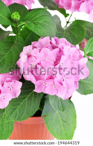 Bouquet of hydrangea close-up isolated on white