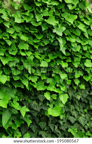Green ivy, close up