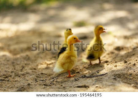 Little cute ducklings on sand, outdoors