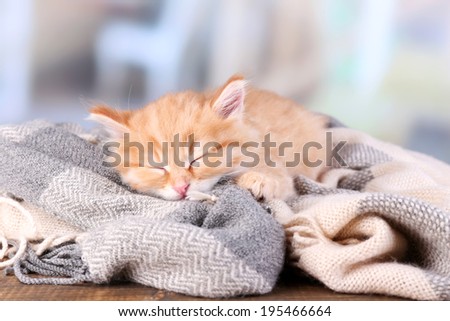 Cute little red kitten  sleeping on soft plaid, on bright background