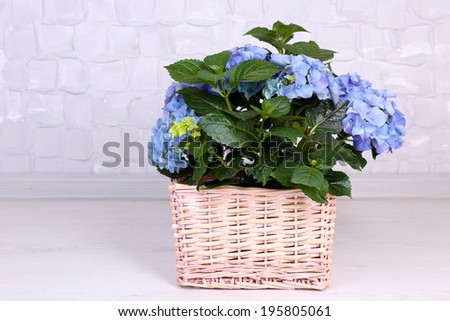 Hydrangea in basket in room on grey background