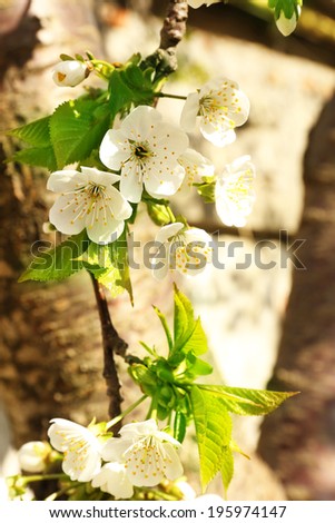 Beautiful fruit blossom, outdoors