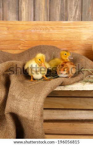Little cute ducklings and chicken in barn