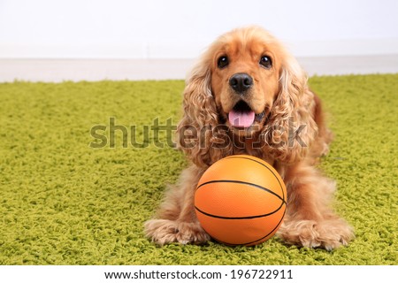 English cocker spaniel on carpet with ball in room