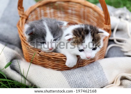 Cute little kittens in basket, outdoors