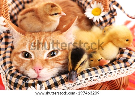 Red cat with cute ducklings and chickens in basket close up