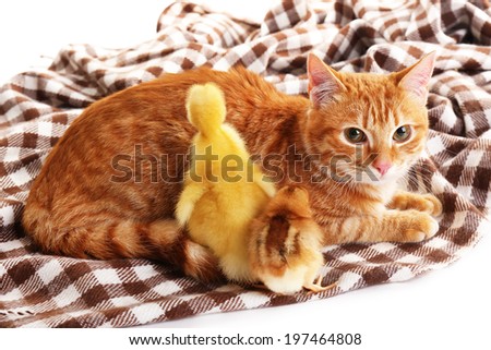 Red cat with cute duckling and chicken on plaid close up