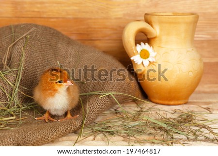 Little cute chicken in wooden barn