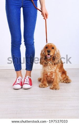 English cocker spaniel and owner in room