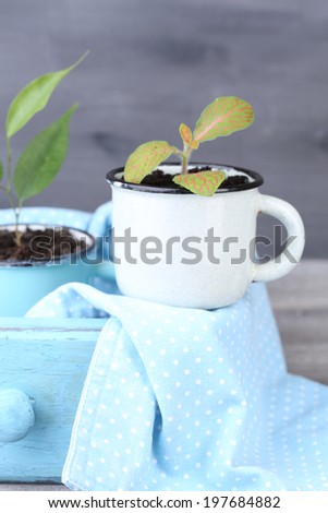Young plant in mugs in wooden box, on color wooden background