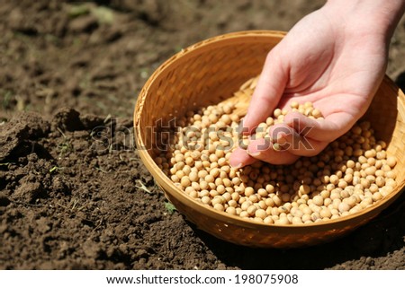 Sowing seeds into soil