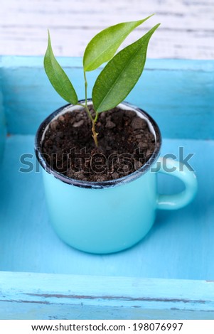 Young plant in mug in box on color wooden background