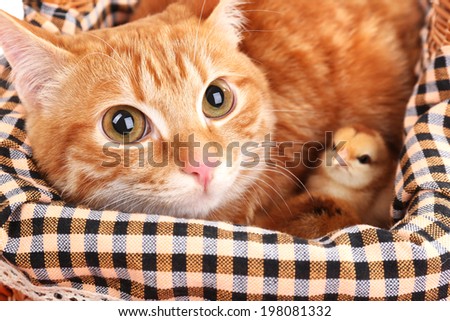 Red cat with cute chickens in basket close up