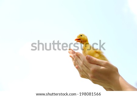 Hand holding little cute duckling on blue sky background