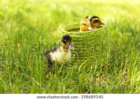 Little cute ducklings on green grass, outdoors