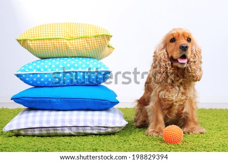 English cocker spaniel with pillows in room