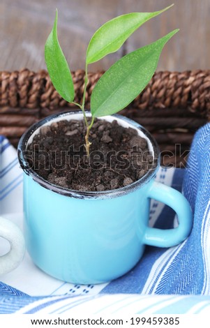 Young plant in mug in box on color wooden background