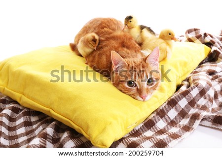 Red cat with cute ducklings and little chicken on yellow pillow close up