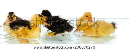 Floating little cute ducklings isolated on white