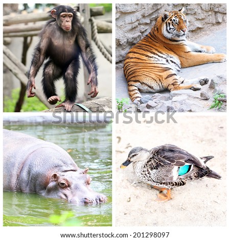 Animals collage