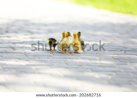 Little cute ducklings, outdoors